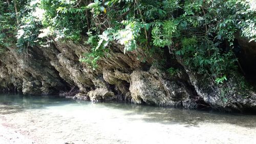 Trees growing on rocks