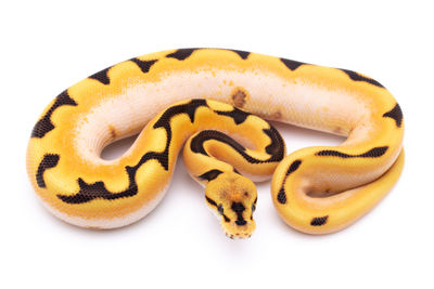 Close-up of a yellow animal over white background