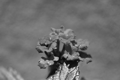 Extreme close up of flower