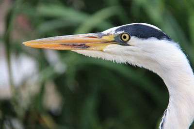 Close-up of gray heron