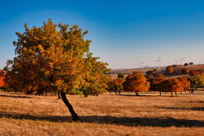 Trees on field against sky during autumn