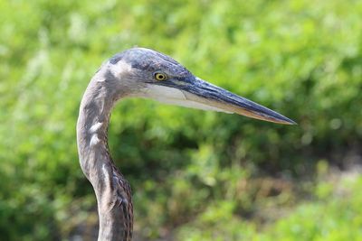 Close-up of a bird