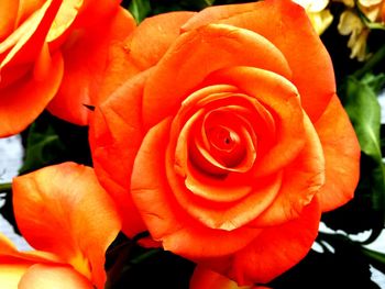 Close-up of orange rose blooming outdoors