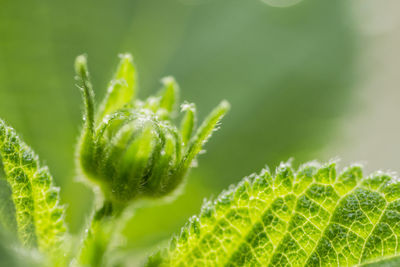 Close-up of green plant