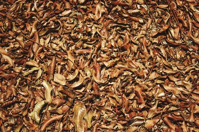 Full frame shot of dry autumn leaves