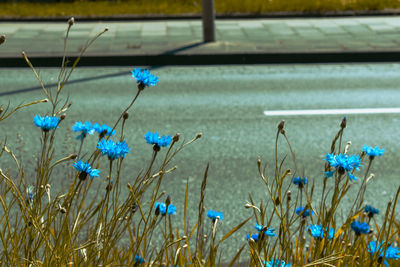 Close-up of flowering plants on field