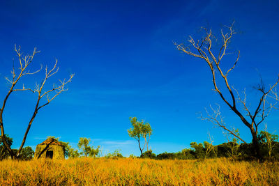 Plants on field against blue sky