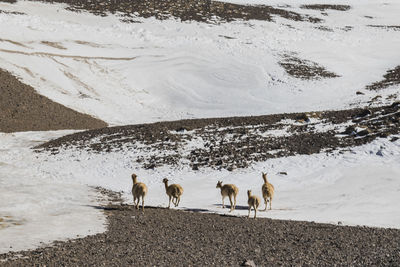 Flock of sheep on snow covered mountain