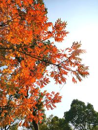 Low angle view of maple tree against sky