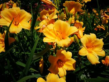 Close-up of yellow flowers blooming outdoors