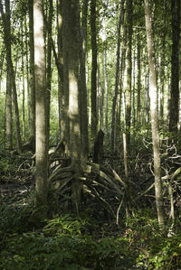 Trees in forest