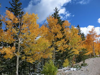 Scenic view of trees against cloudy sky