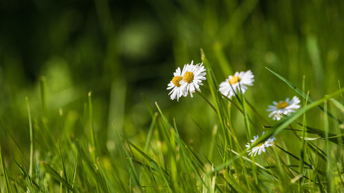 Close-up of white flowering plants on field