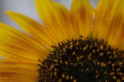 Macro shot of sunflower