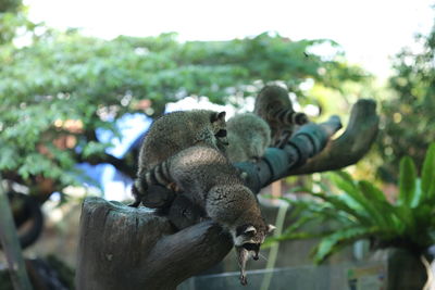 Close-up of a resting on tree