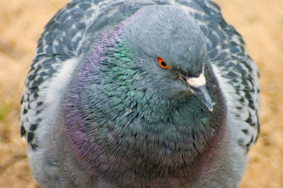 Close-up of duck