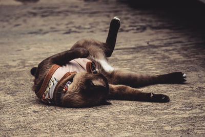 Dog lying down on land