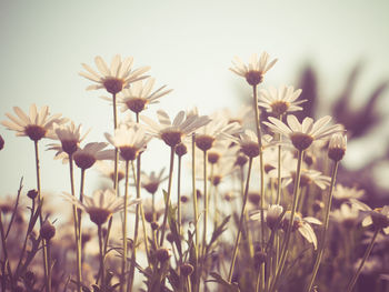 Close-up of white daisy flowers growing outdoors