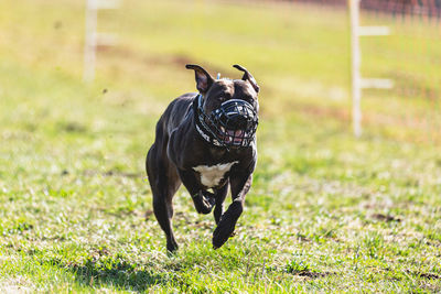 Dog running straight on camera and chasing coursing lure on green field