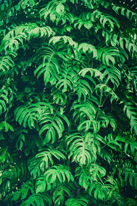 Full frame shot of green leaves