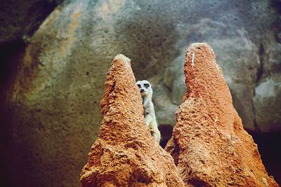 Meerkat by rock formations