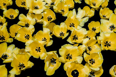 Close-up of yellow flowering plants
