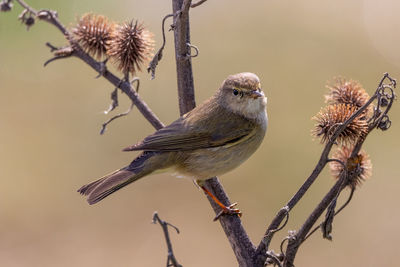 Close-up of bird perching on branch