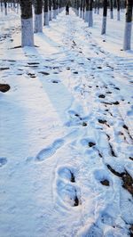 High angle view of snow covered field