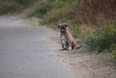 Cat sitting on road