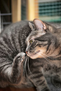 Close-up of a cat looking away