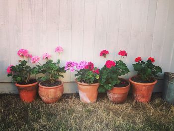 Potted plants against wall