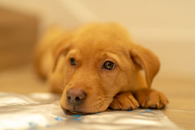 Close-up portrait of dog