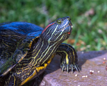 Close-up of turtle 