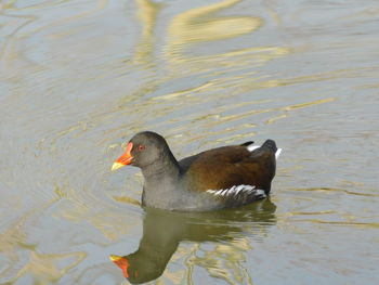 Duck swimming in lake