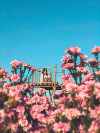 Pink flowering plants against blue sky