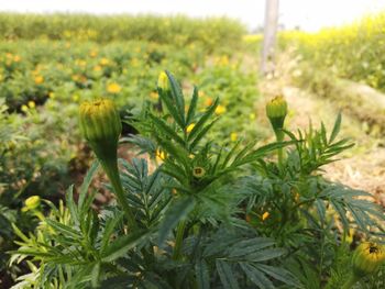 Close-up of plants growing on field