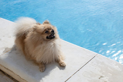 Small fluffy decorative pomeranian spitz with funny face, creamy beige color lies near swimming pool