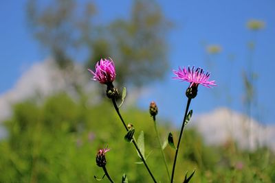 Close-up of purple flowering plant on field