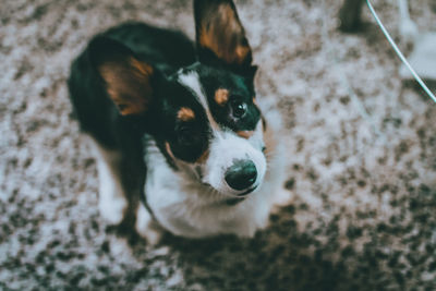 High angle portrait of dog relaxing outdoors