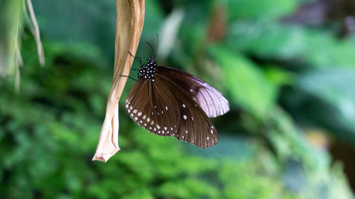 Close-up of butterfly pollinating flower