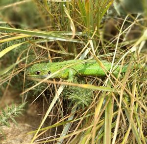 Close-up of lizard on grass