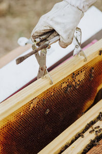 Close-up of bee on wood against blurred background