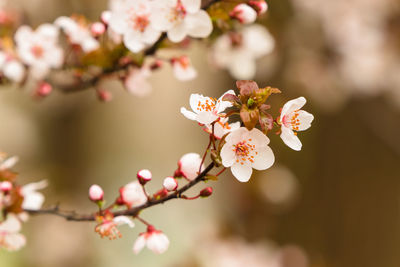 Close-up of fresh white flowers blooming on tree