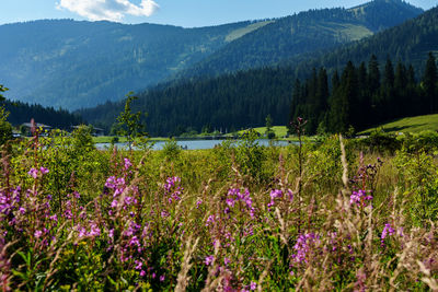 Purple flowering plants on land against mountains