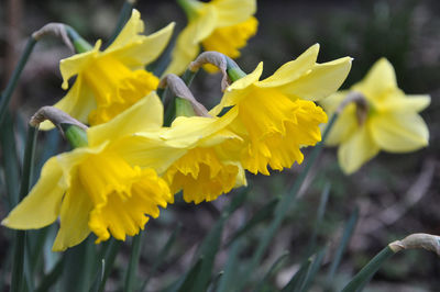 Close-up of yellow daffodil flowers