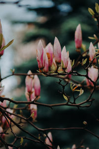 Close-up of pink flowering plant