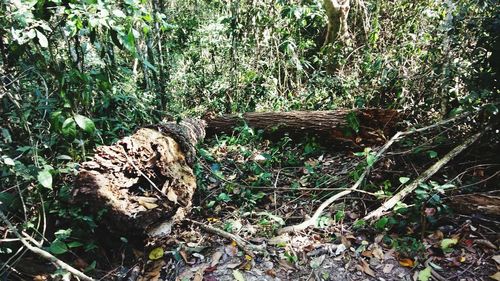 View of tree trunk in forest