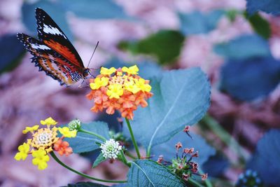 High angle view of butterfly on flowers blooming outdoors