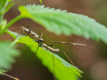 Close-up of insect on leaf