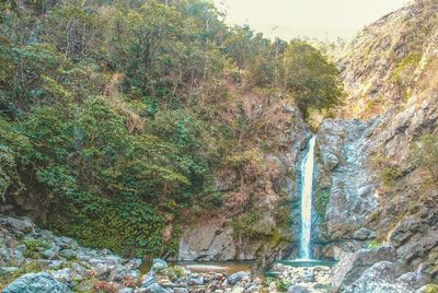 Scenic view of waterfall in forest